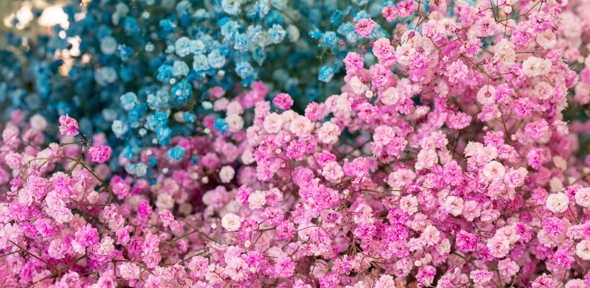 Small pink and blue flowers.